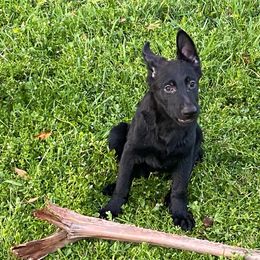Burgundy collar - Black German Shepherd puppy in Punta Gorda, Florida from Blitzenhaus Working Dogs