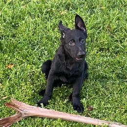 Burgundy collar - Black German Shepherd puppy in Punta Gorda, Florida from Blitzenhaus Working Dogs