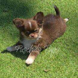 Bingo - Chocolate and tan male Chihuahua puppy in Bowdon, Georgia from Paschal's Pups