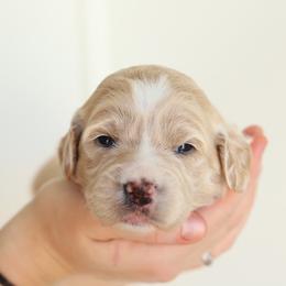 Yellow - Apricot female Australian Labradoodle puppy in Williamstown, New York from Lewis Manor Labradoodles