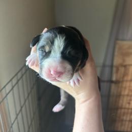 Girl 1 - Black, white and red female Greater Swiss Mountain Dog puppy in Lower Burrell, Pennsylvania from Polyanna’s GSMD