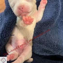 Blaze - White male Chihuahua puppy in Chino Valley, Arizona from Dachshund Family Love Breeders