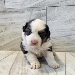 Flower - Black tri-color female Australian Shepherd puppy in Arbela, Missouri from County Line Aussies