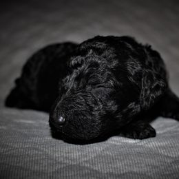Great Dane and Poodle Puppies from StrayDog Great Danes and Standard Poodles