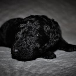 Great Dane and Poodle Puppies from StrayDog Great Danes and Standard Poodles