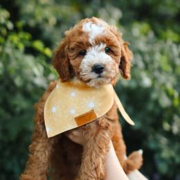 Remy - Red  male Goldendoodle puppy in Rio Linda, California from GoldendoodlePaw