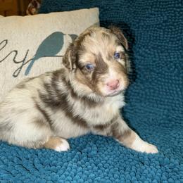 Casanova - Red merle male Australian Shepherd puppy in Piedmont, Oklahoma from HeartDriven Aussies