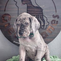 Green Collar - Merle male Great Dane puppy in Alton, Illinois from Show Me Great Danes and Basset Hounds
