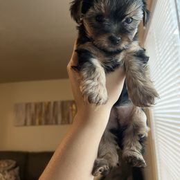 Yorkshire Terrier Puppies from QT Pie Pups