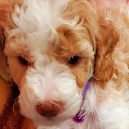 Bailey - Labradoodle puppy in Statesville, North Carolina from Labradoodles of the Foothills