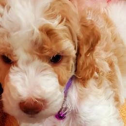 Bailey - Labradoodle puppy in Statesville, North Carolina from Labradoodles of the Foothills
