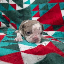 Indy - Lilac female Boston Terrier puppy in Millers Creek, North Carolina from Tumbling Shoals Hilltop Bostons