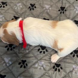 Big Red - Orange and white female Brittany puppy in Hayward, California from Fieldstone Bird Dog Kennels / West Coast Brittany’s