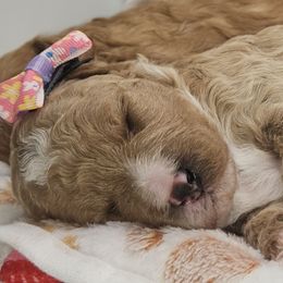 Carmel - Red female Cavapoo puppy in Glendale, Arizona from Cool Cavapoos