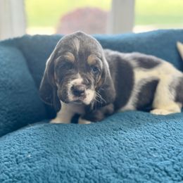 John - Blue tan and white male Basset Hound puppy in Richmond, Kentucky from Walters Hollow Hounds