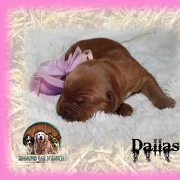 Dallas - Dark golden female Golden Retriever puppy in Anson, Texas from Diamond Bar N Ranch