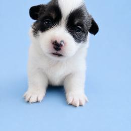 Finn - White and black male Pembroke Welsh Corgi puppy in Ramona, Oklahoma from Eden Farms Corgis
