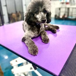 Flint - Blue merle male Aussiedoodle puppy in Science Hill, Kentucky from Southern Paws Kennels