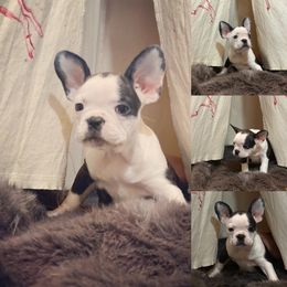French Bulldog, Goldendoodle, and Golden Retriever Puppies from SoCalFamilyFrenchies, Doodles and more