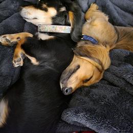Dachshund Puppies from Russell Farms Dachshund