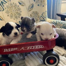 Bug - Blue male Chihuahua puppy in Red Bluff, California from Aye Chihuahua