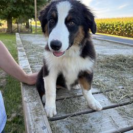 Sage - Black tri-color female Australian Shepherd puppy in Russia, Ohio from Double S Australian Shepherds