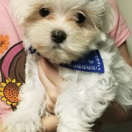 Maltese, Maltipoos, and Poodles from Mias Bayou Puppies, LLC