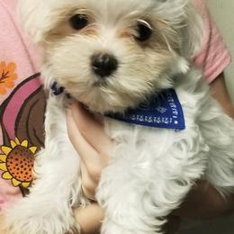 Maltese, Maltipoos, and Poodles from Mias Bayou Puppies, LLC