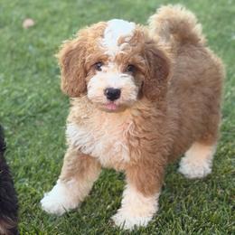 Rio - Yellow and white male Bernedoodle puppy in Wickenburg, Arizona from Houskerville Doodles