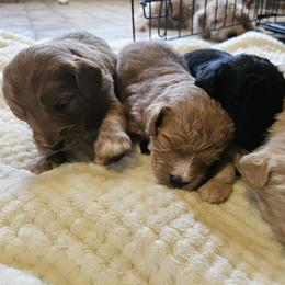 Aussiedoodle Puppies from Windbush
