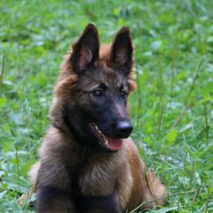 Belgian Tervuren Puppies from EnHommage Belgian Shepherds