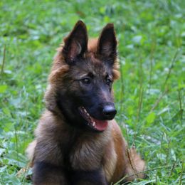 Belgian Tervuren Puppies from EnHommage Belgian Shepherds