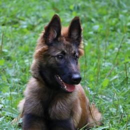 Belgian Tervuren Puppies from EnHommage Belgian Shepherds
