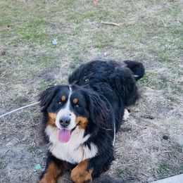 Dottie - Bernese Mountain Dog