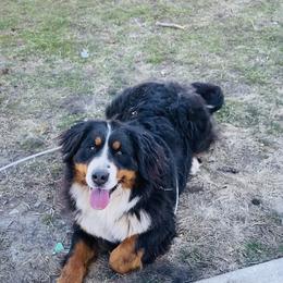 Dottie - Bernese Mountain Dog