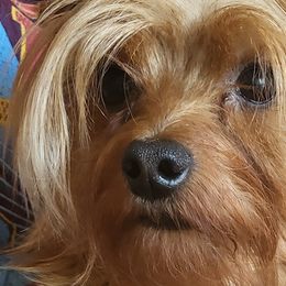Tiny - Yorkshire Terrier