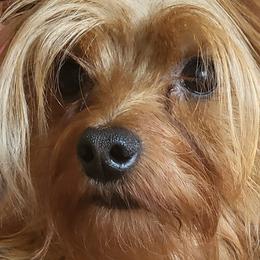 Tiny - Yorkshire Terrier