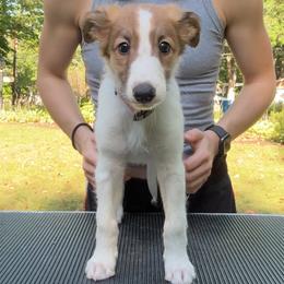 Silken Windhound Puppies from Cadence Silken Windhounds