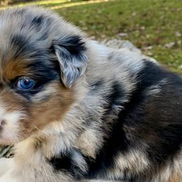 Australian Shepherds from Scooters Aussies