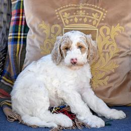 Sunny - Parti female Goldendoodle puppy in Idaho Falls, Idaho from High Quality Goldendoodles