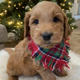 Male green GUS - Goldendoodle puppy from Tails and Trails Doodles