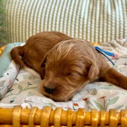 Blue - Red  male Goldendoodle puppy in Hesperia, Michigan from Red Acres Poodles & Doodles