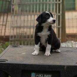 Girl 3 - Black Border Collie puppy in Gaffney, South Carolina from On the Lamb