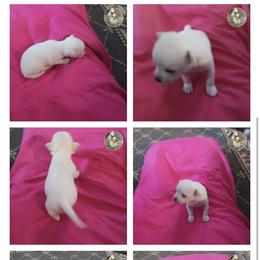 Boy 2 - Cream male Chihuahua puppy in Polo, Missouri from Blue Tails Farm