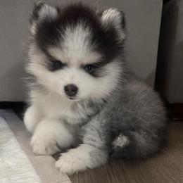 Oreo - Black and white female Pomsky puppy in West Sacramento, California from Pinkie's Pomskies