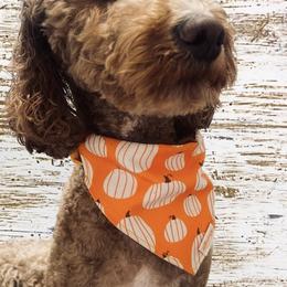 Goldendoodle Puppies from Graystone Doodles