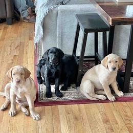 Labrador Retriever Puppies from Branley's Riverside Labradors