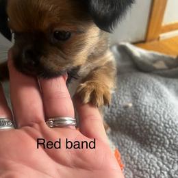 Red band - Chocolate and tan male Yorkshire Terrier puppy in White Pigeon, Michigan from Shorkie puppies