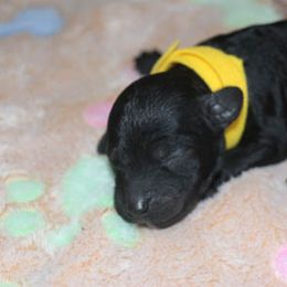 Cockapoo Puppies from JP Cockapoos LLC