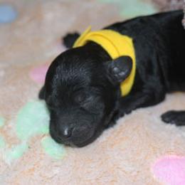 Cockapoo Puppies from JP Cockapoos LLC